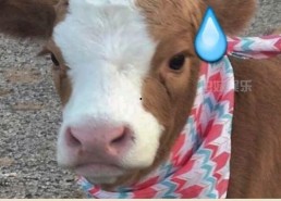 娱乐吃瓜酱胆小的考拉,揭秘娱乐圈那些鲜为人知的幕后故事