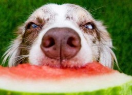 狗狗娱乐吃瓜酱,揭秘宠物界的趣味生活